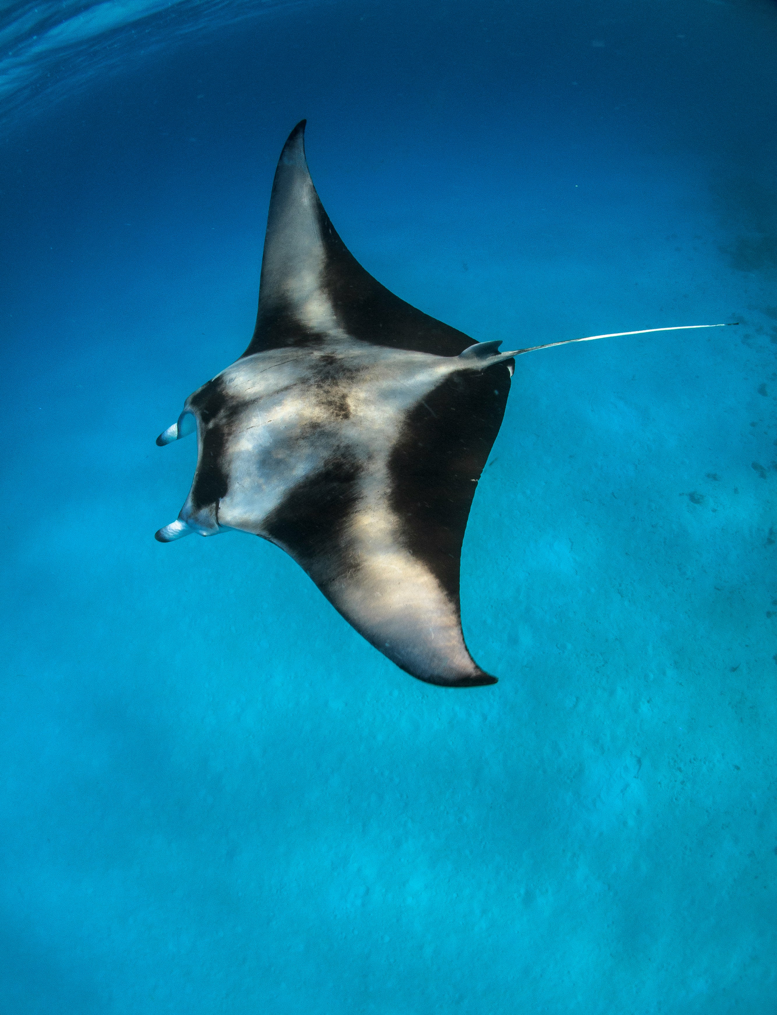 A manta ray gliding through clear blue water